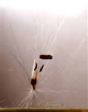  Spikelet